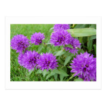purple flowers post cards