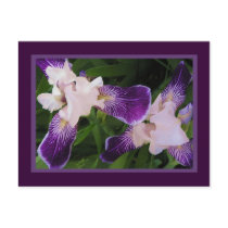 Purple Flowers PostCard