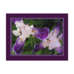 Purple Flowers PostCard