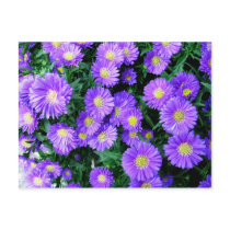 Purple Flowers postcards