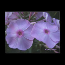 Purple Flowers Postcard by Rajee1 Purple Flowers Postcard