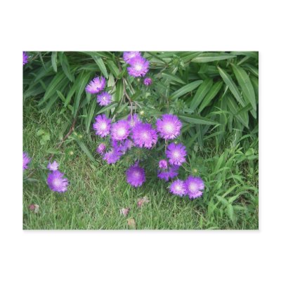 Purple Flowers Postcard by greatphotos