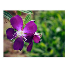 Purple flowers postcard