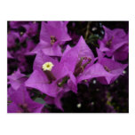 Purple flowers | Postcard