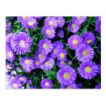 Purple Flowers Postcards
