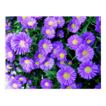 Purple Flowers postcards