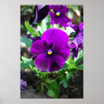 Purple Flowers Posters
