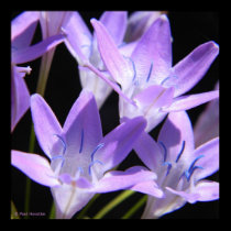 Purple Flowers posters