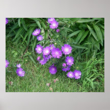 Purple Flowers Poster