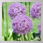 Purple Flowers Poster