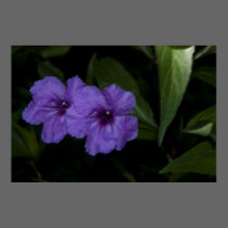 purple flowers posters