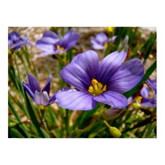 Purple Flowers Poster/Canvas print