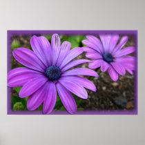 Purple Flowers Print Blue Daisies Art Poster
