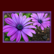 Purple Flowers Print Blue Daisies Art Poster posters