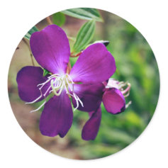 Purple flowers stickers