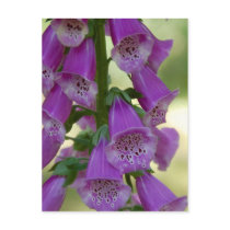Purple Foxglove Postcard