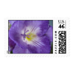 Purple Freesia Stamp