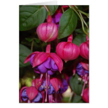 Purple Fuschia Card