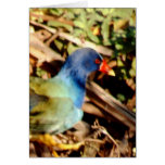 Purple Gallinule Greeting Cards