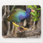 Purple Gallinule Mouse Mat