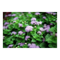 Purple Garden posters