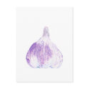 Purple Garlic Postcard