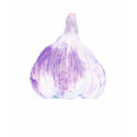 Purple Garlic T-shirt