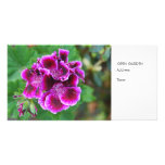 Purple geranium photo greeting card