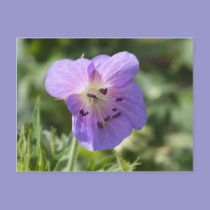Purple Geranium Postcard postcards