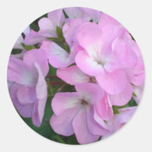 Purple Geraniums Sticker