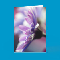 Purple Gerbera Birthday Card cards