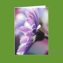 Purple Gerbera Birthday Card