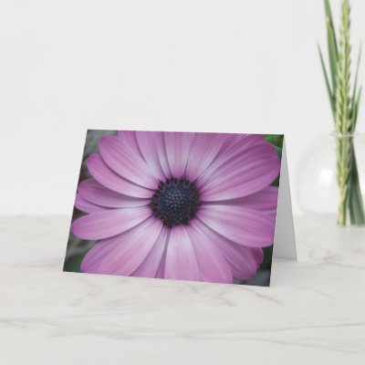 gerbera purple