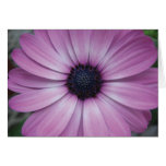 Purple Gerbera Daisy Flower Greeting Card