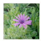 Purple Gerbera Floral Ceramic Trivet Tile