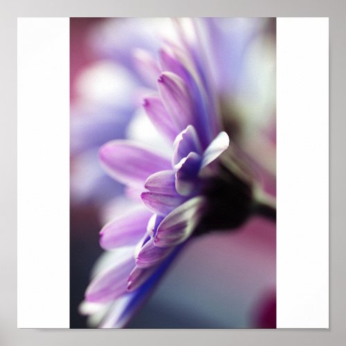 Purple Gerbera Poster print