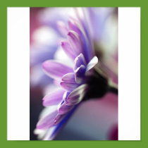 Purple Gerbera Poster posters