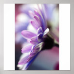 Purple Gerbera Poster