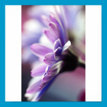 Purple Gerbera Poster posters