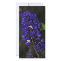 Purple Ginger Photo Cards