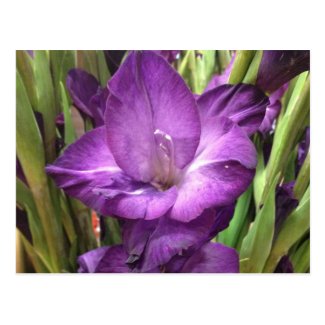 Purple Gladiolus Flower