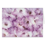 flower, gladiolus, glad, floral, garden, gardener,