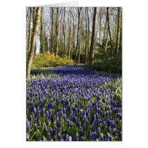 Purple grape hyacinth field cards