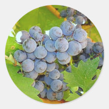 Purple Grapes at Harvest Photo Stickers