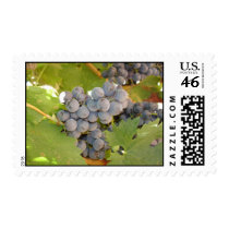 Purple Grapes Postage Stamps
