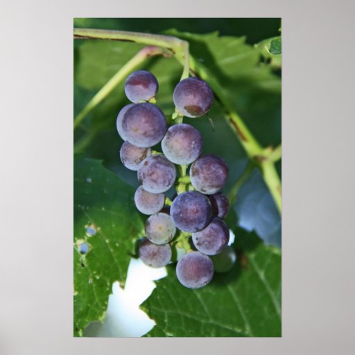 Purple Grapes Poster