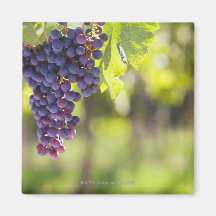 Purple grapevine magnet