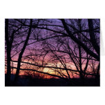 Purple Haze Cards