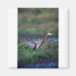 Purple Heron Fridge Magnets