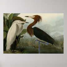 Purple Heron Posters